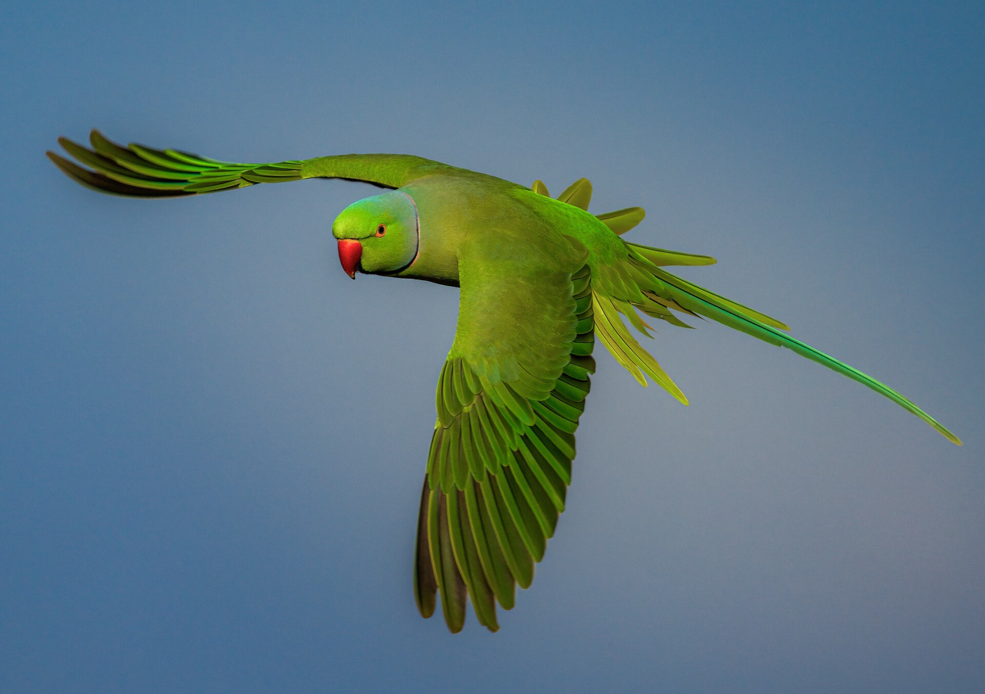 Parakeets are disappearing from London here's why