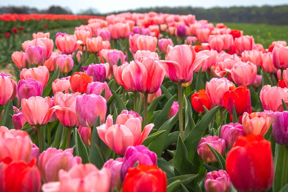 A UPick Dutch tulip farm near NYC is now open