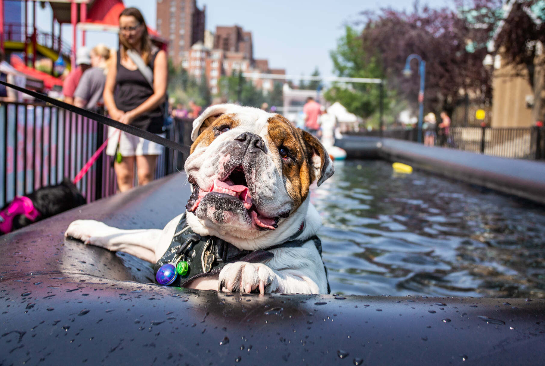 Day of the Dog Things to do in Los Angeles