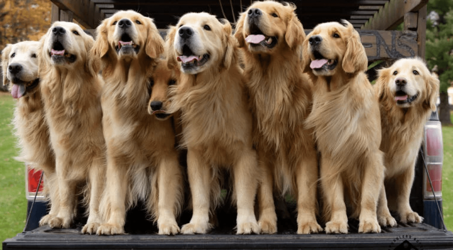Play with a dozen golden retrievers at this Vermont resort