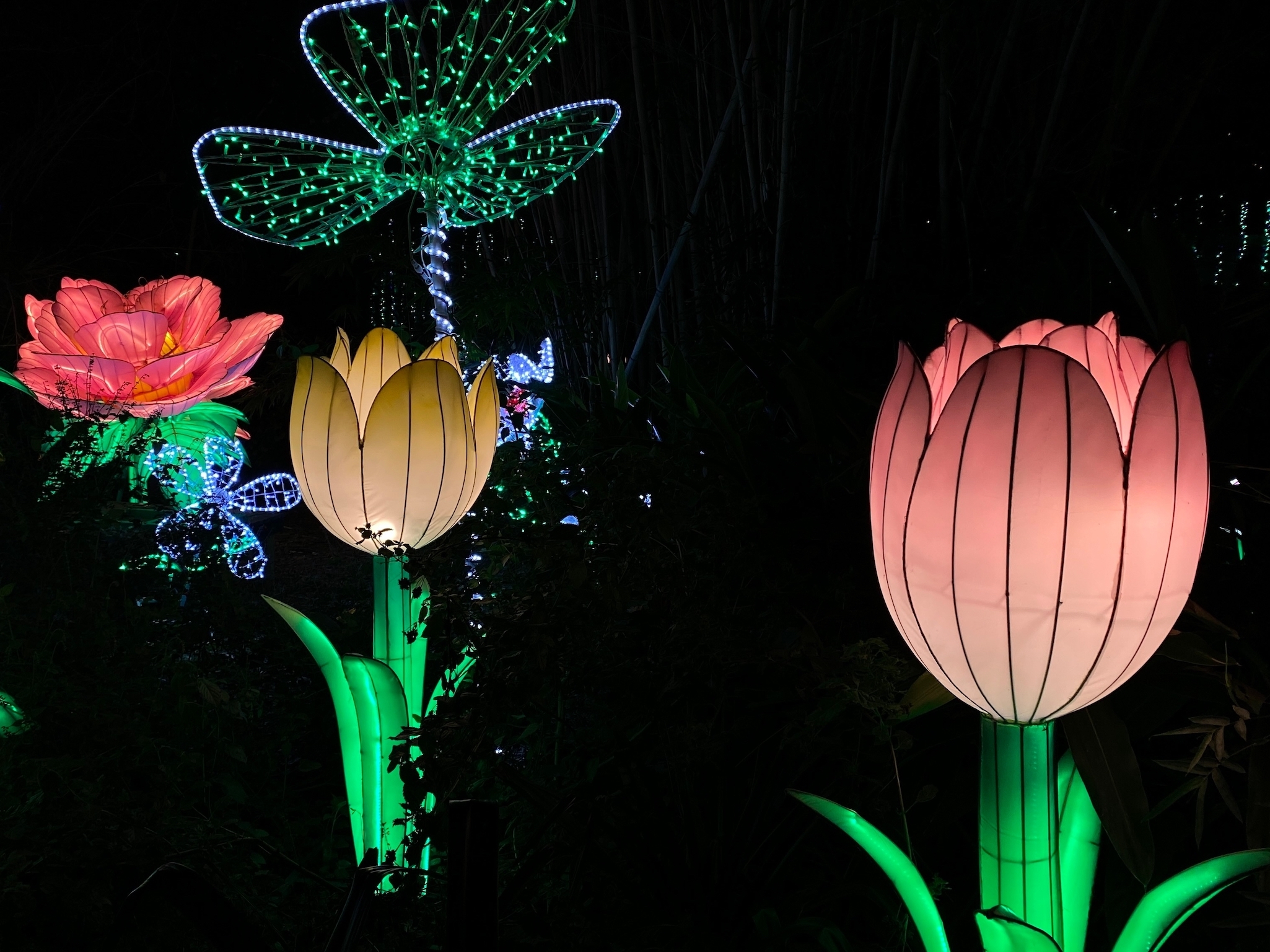 Houston Zoo Lights Houston Zoo Things to do in Houston