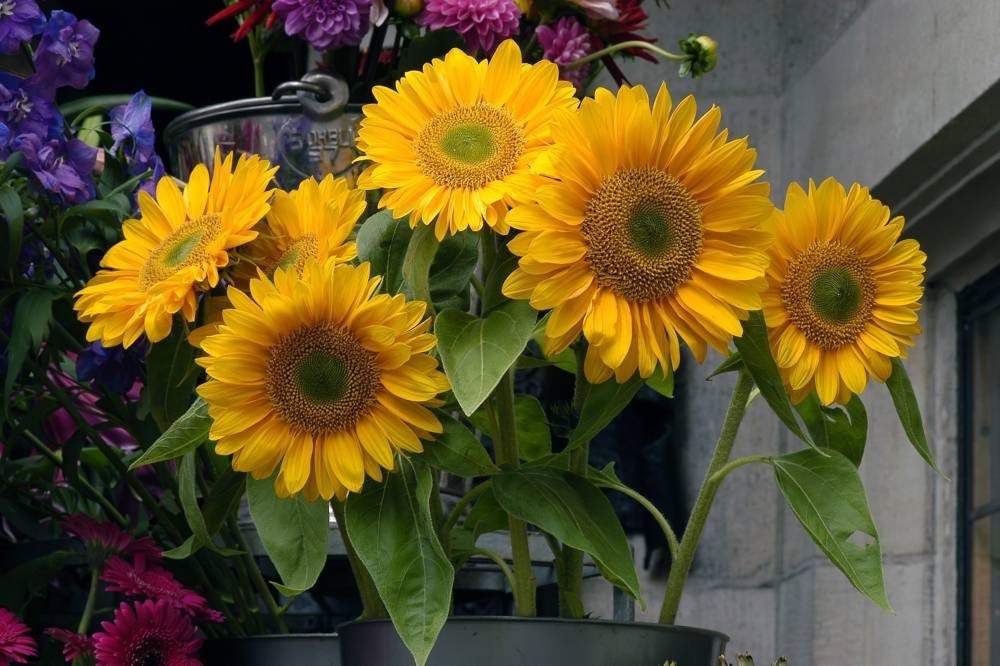 Florists in London Order fresh flowers in London Time Out London