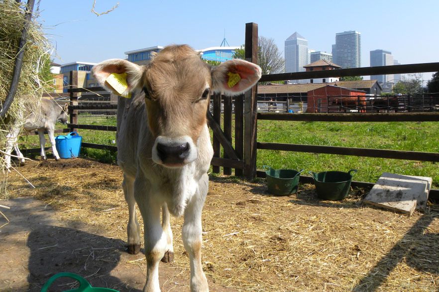 Surrey Docks Farm Attractions in Surrey Quays, London