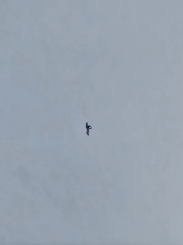 上空で静止するフライング・ヒューマノイドが出現！？＝ワシントン州ｰオカルトニュースメディア トカナ