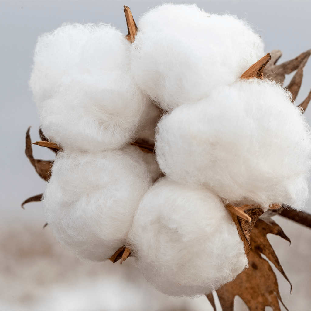 Decoding the Differences Empowering Comparison Between PreShrunk Cotton and Regular Cotton
