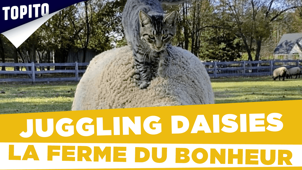 Juggling Daisies la ferme du bonheur