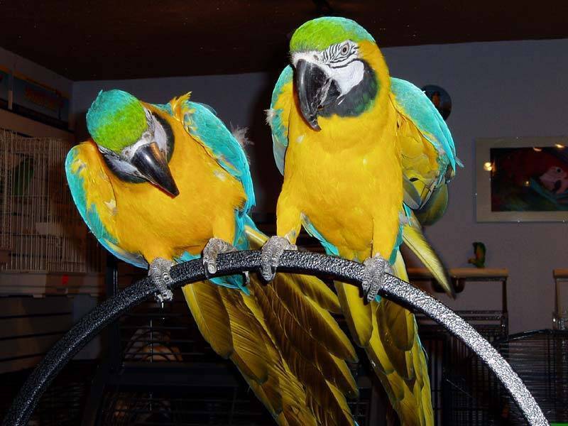 Live birds and animals, Buy from Super Birds. Cameroon NordOuest