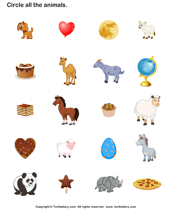 Animals Identification Turtle Diary Worksheet