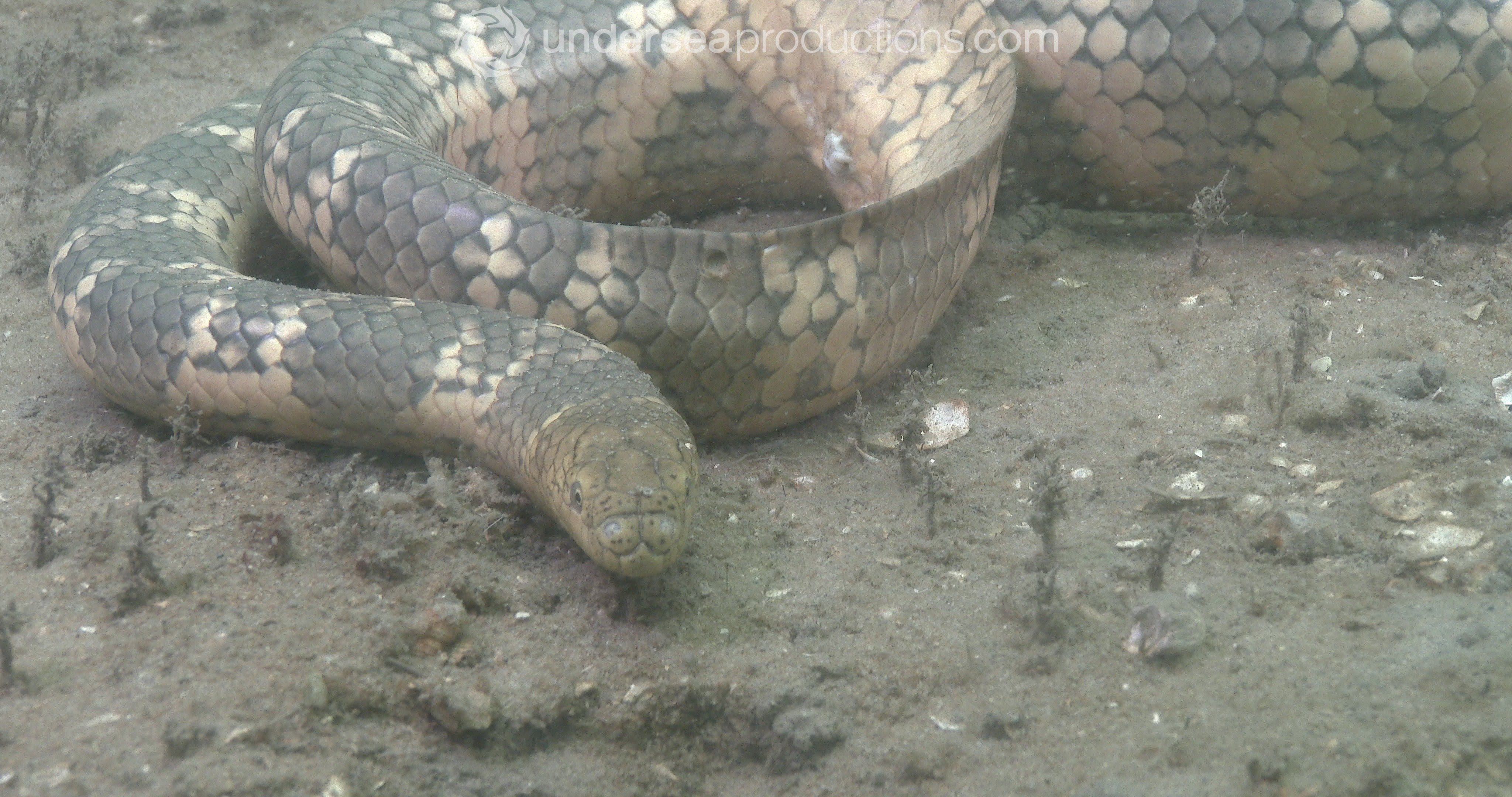 Stock footage of ocean scenery CUBA3c, maybe dead seagrass, poor