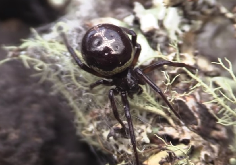 Die falsche schwarze Witwe UnserTirol24