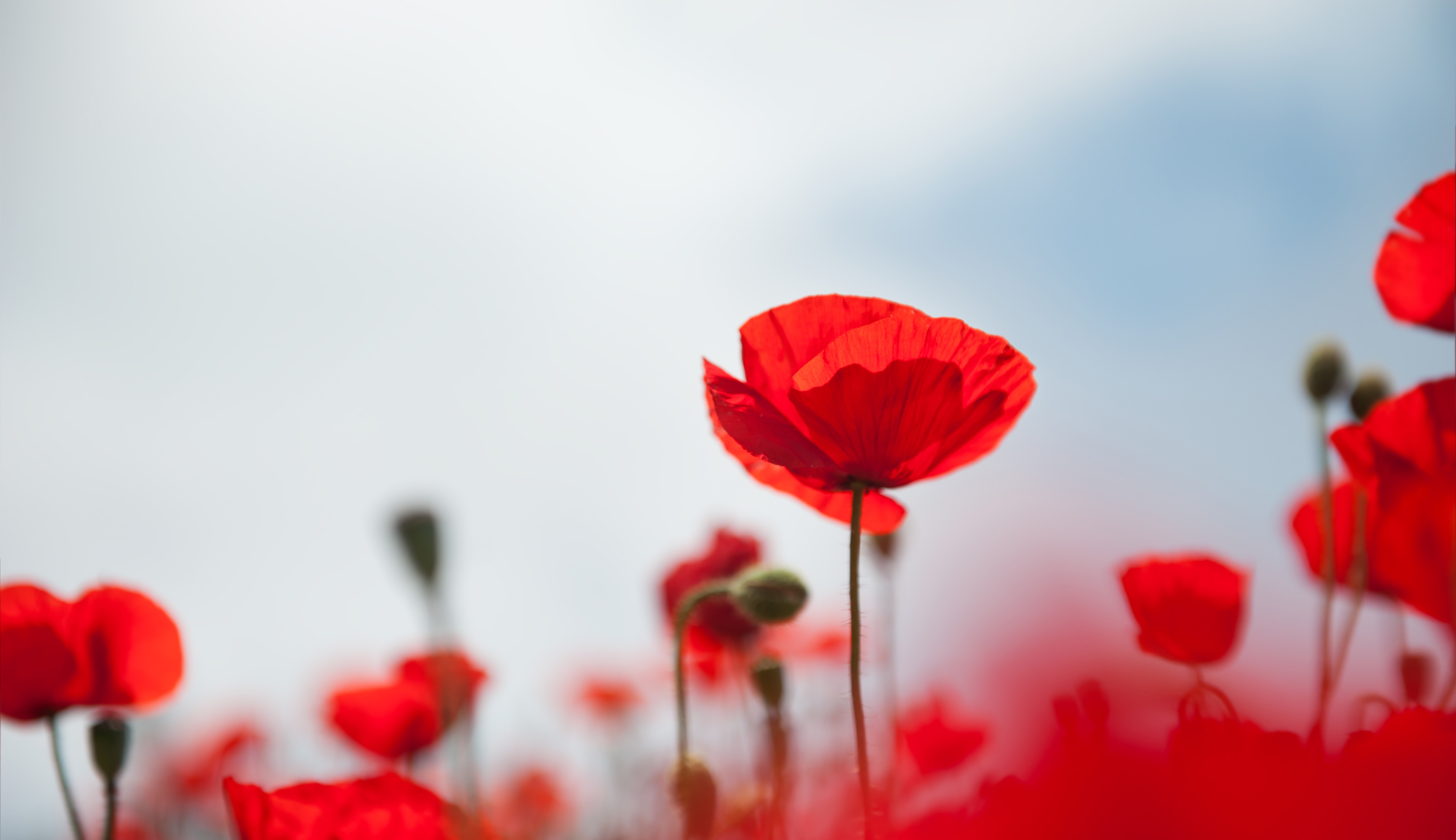 August Birth Flower Poppy