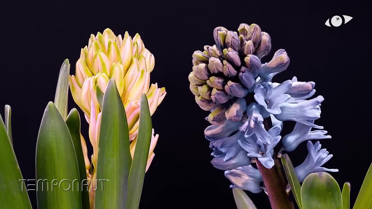 Temponaut Timelapse Hyacinth Blooming