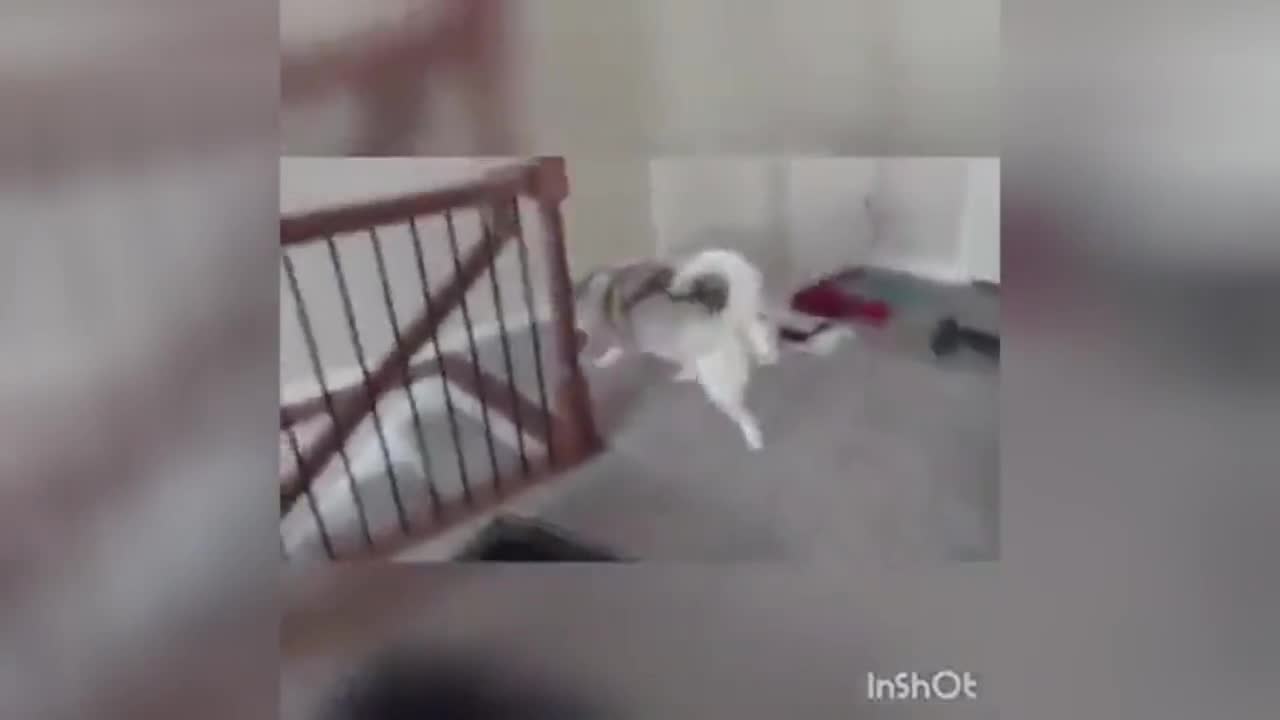 Inshot Dog Leaps Down Stairs Perfect Meme Video Clip