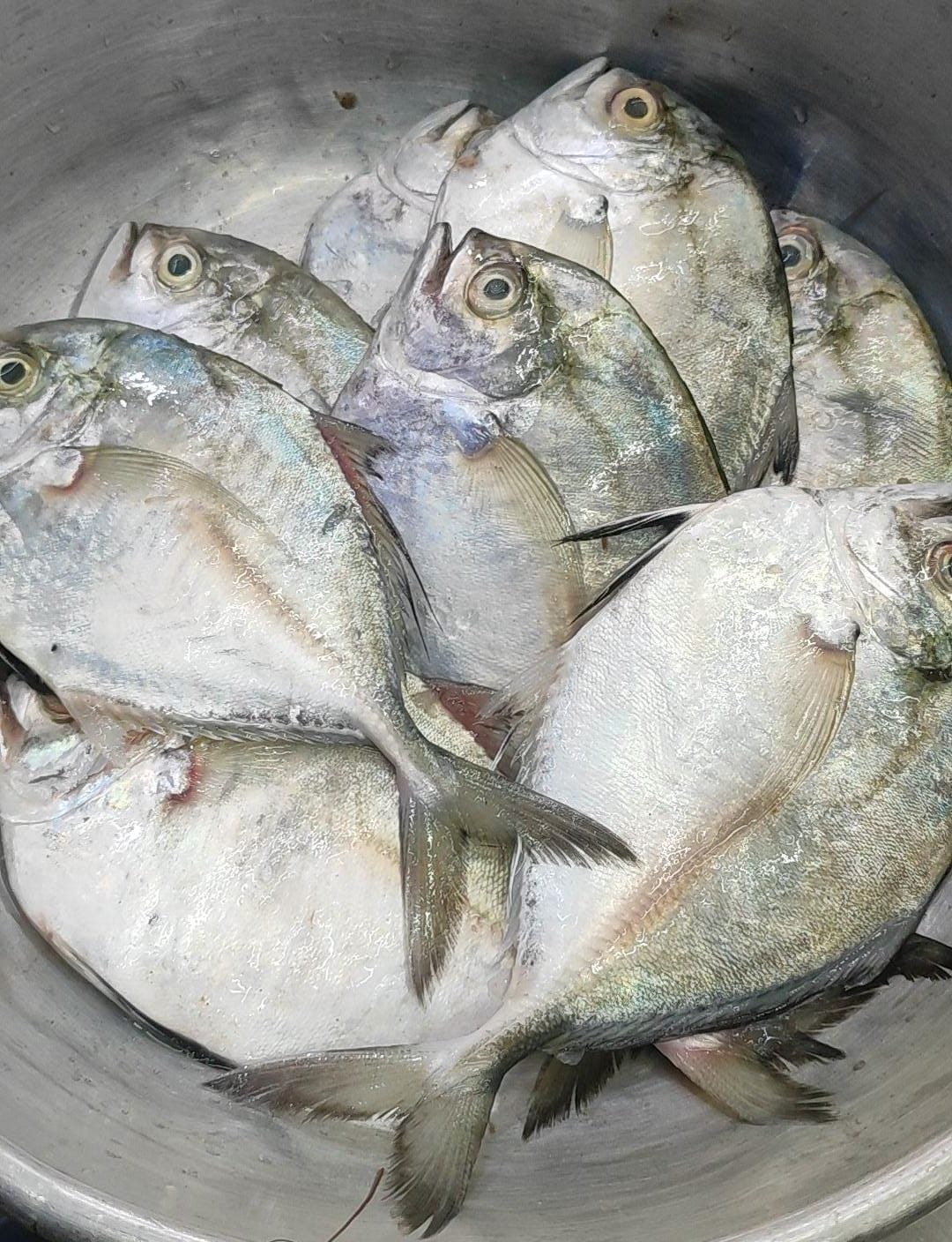 D.L. TARU FISH MERCHANT Best Sea Food Shop in Kasba Peth Pune