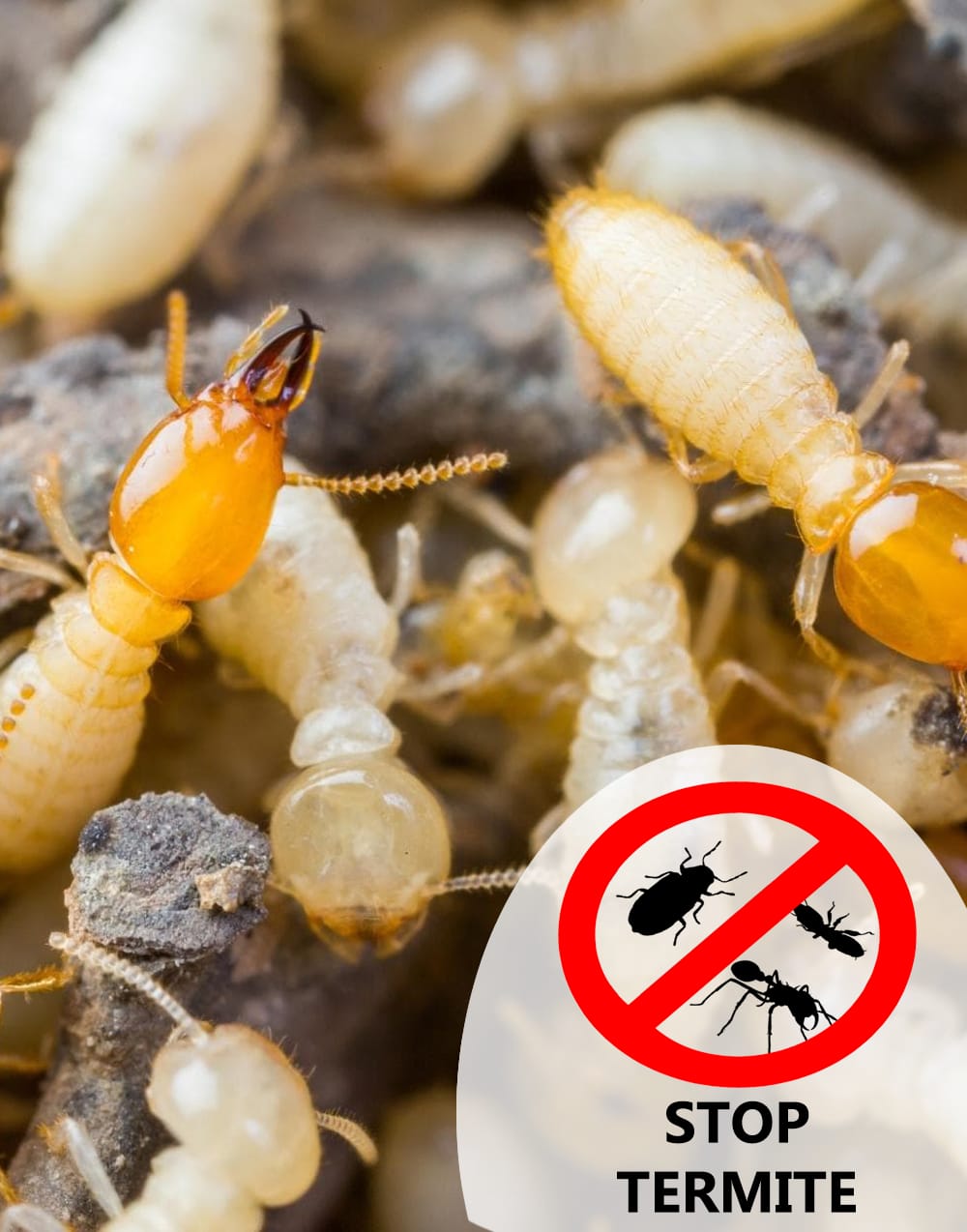 Greater Pest Control Best Pest Control Service in Jalandhar
