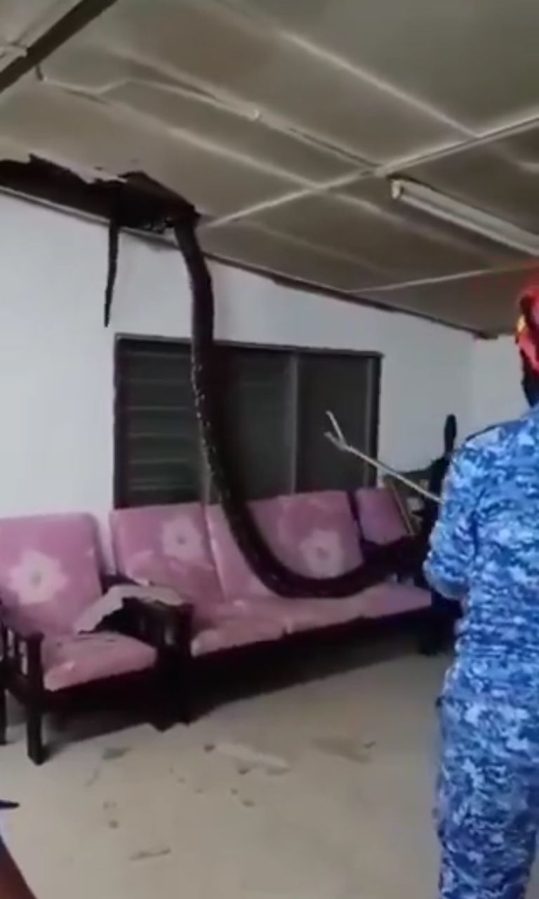 Massive Python Crashes Through Ceiling, Landing on Family Sofa in Perak