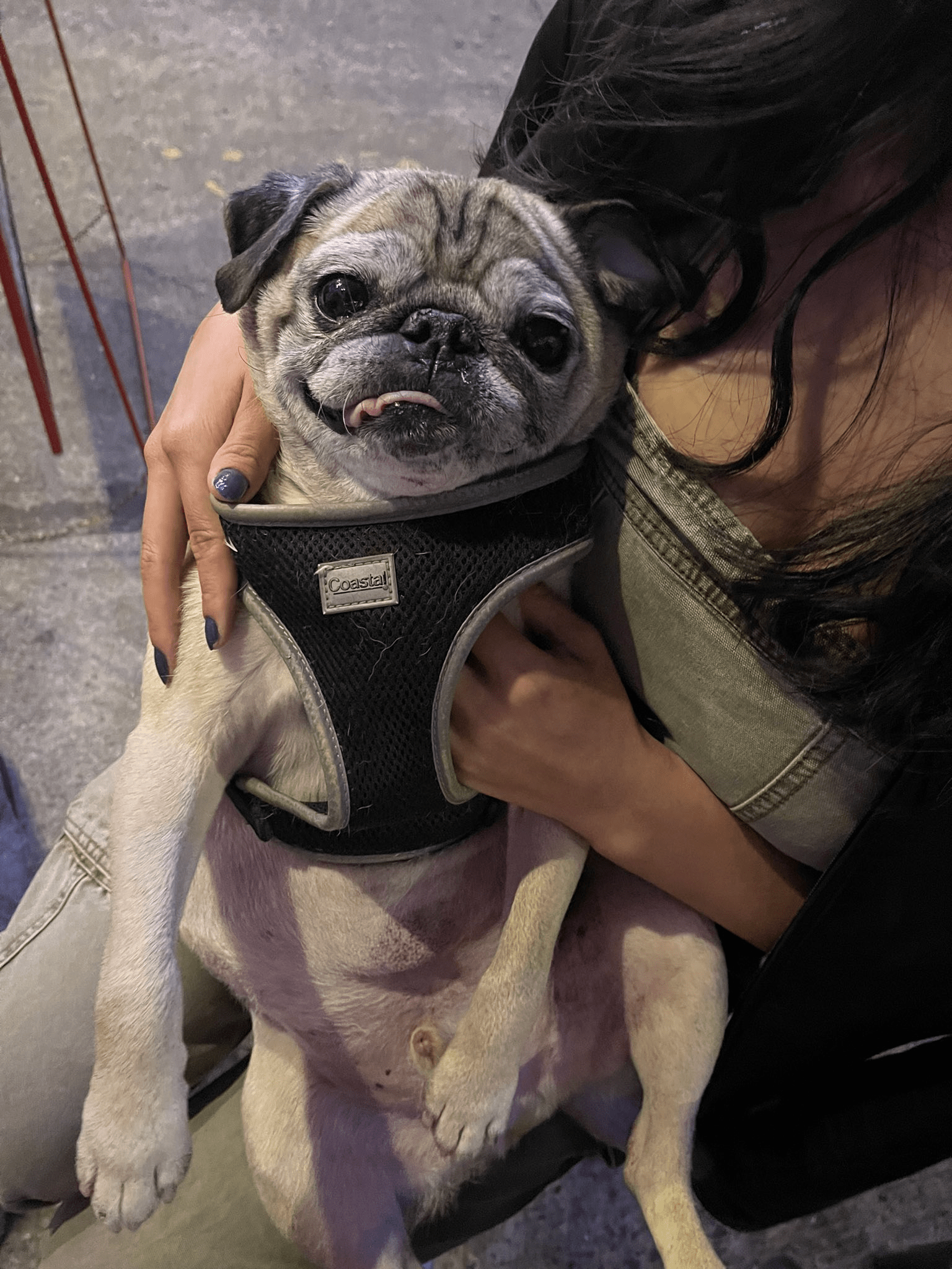 To his very bones, Noodle is a TikTok phenomenon Here & Now