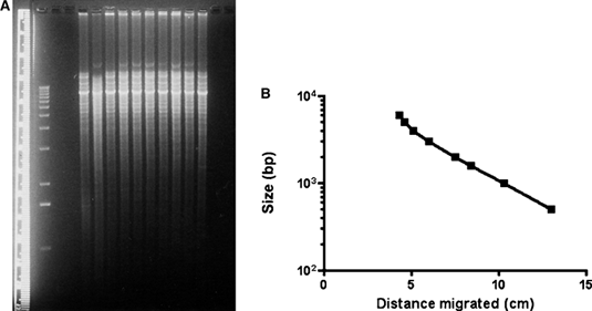 0.8 Agarose Gel