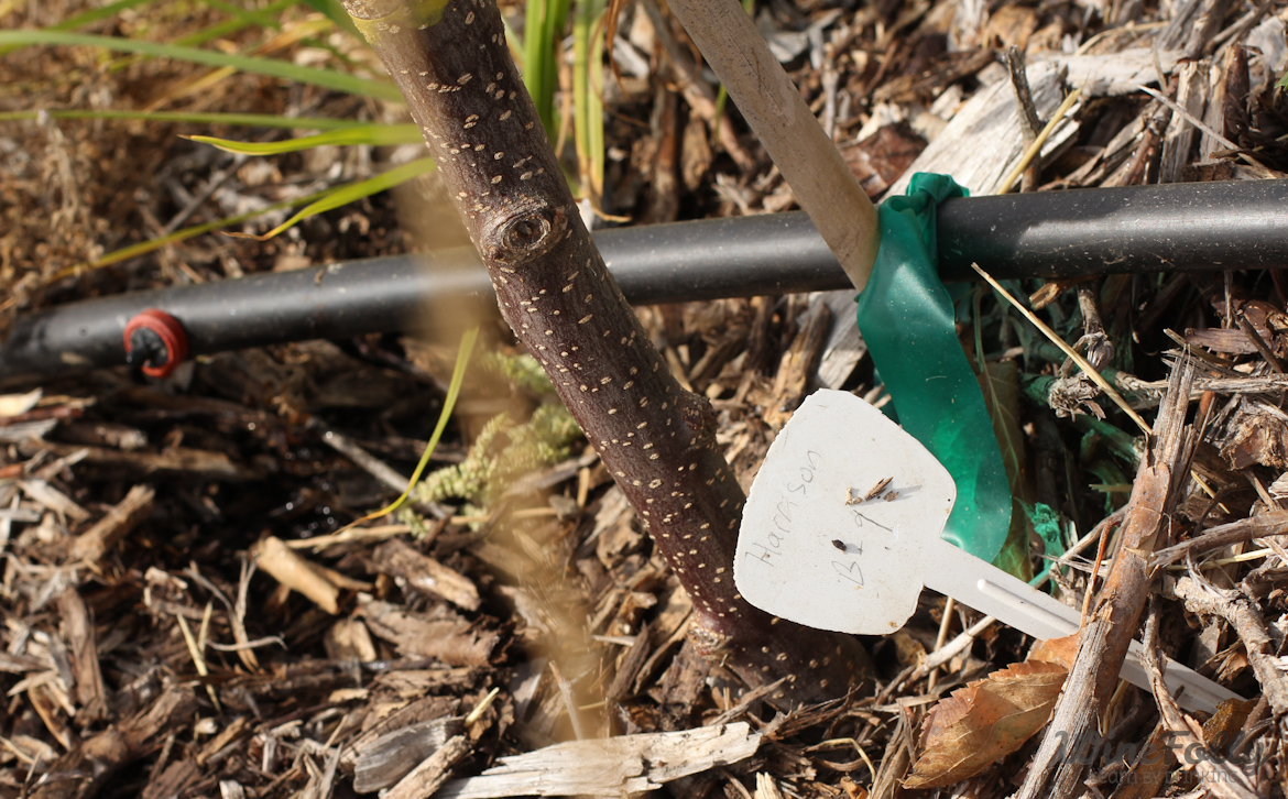 Getting Started in Craft Cider Wine Folly