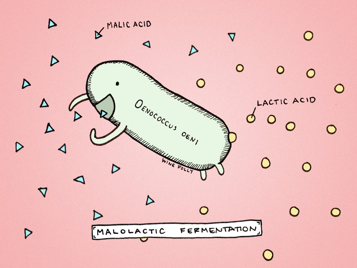 What is Malolactic Fermentation? The Buttery Taste in Wine