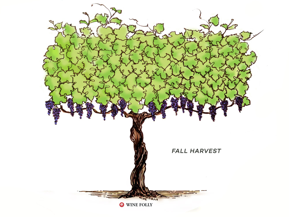 Discover the Lifecycle of a Wine Grapevine Wine Folly