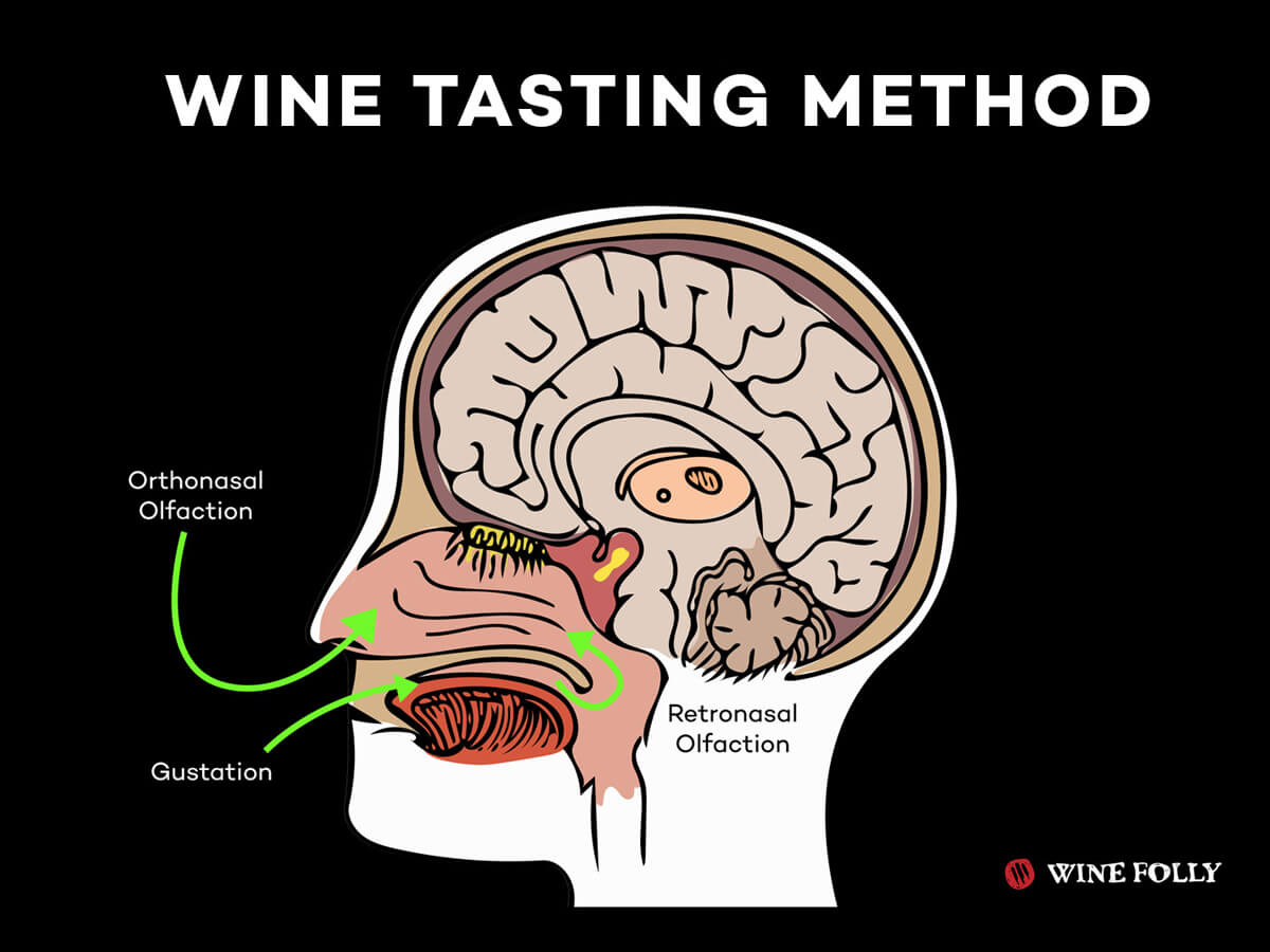 The Wine Tasting Method (Video) Wine Folly