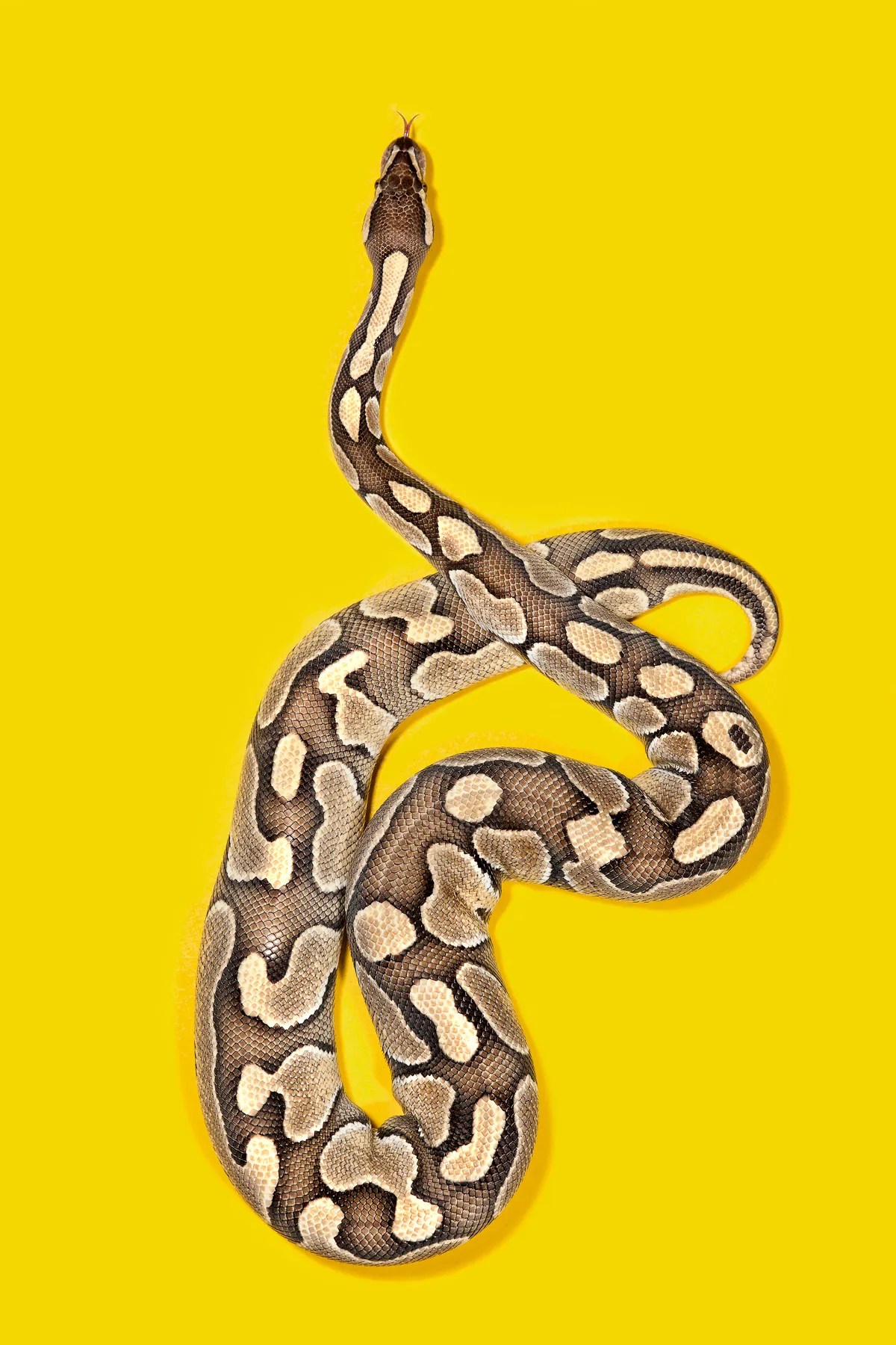 Snakes Aren't Scary if You Put Them on Colored Backgrounds WIRED