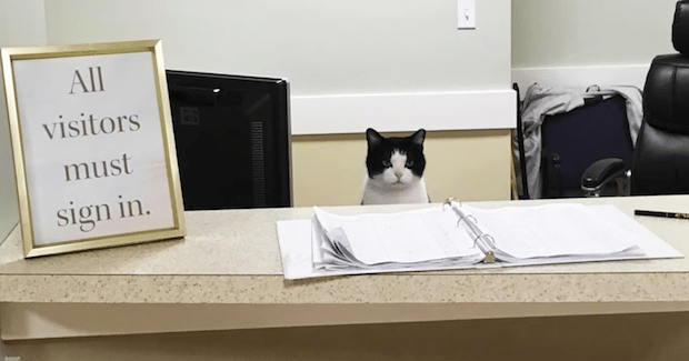 St. Augustine Health Ministries Adopts Stray Cat Oreo in Cleveland, Ohio