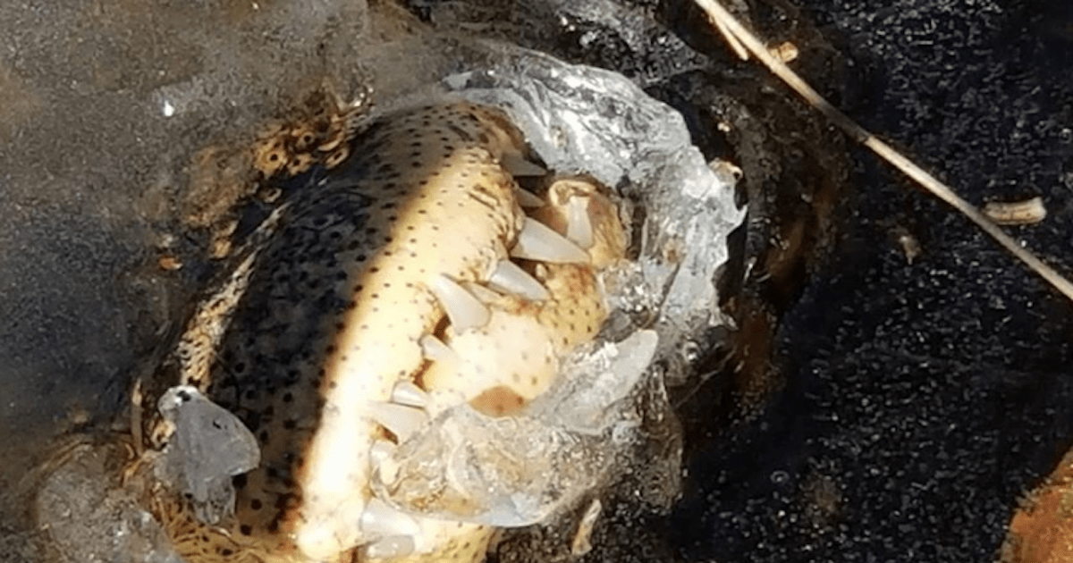 Alligators Find a Clever Way to Breathe During Bomb Cyclone