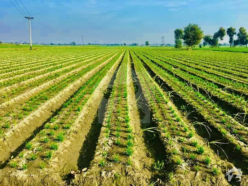 200 Kanal Agricultural Land Up For Sale In location Pindi Bhattian