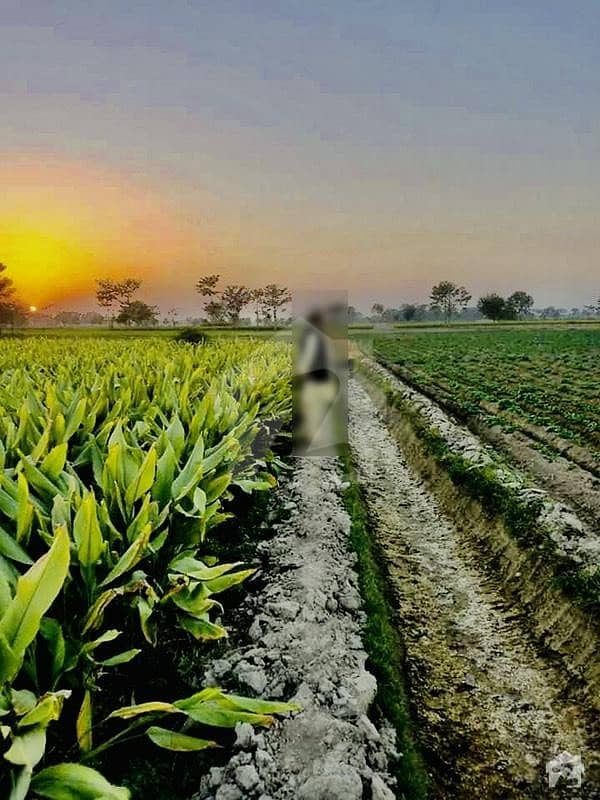 200 Kanal Agricultural Land Up For Sale In location Pindi Bhattian