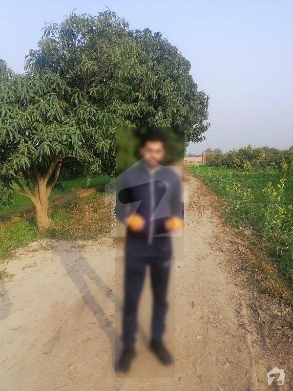 900000 Square Feet Agricultural Land Situated In Okan Wala Road For