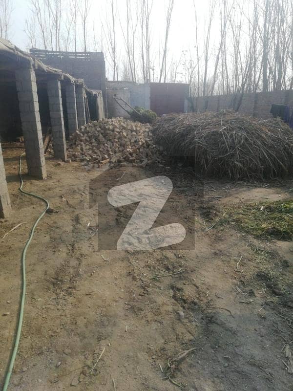 Dairy goat farm constructed available for sale Jhagra, Peshawar