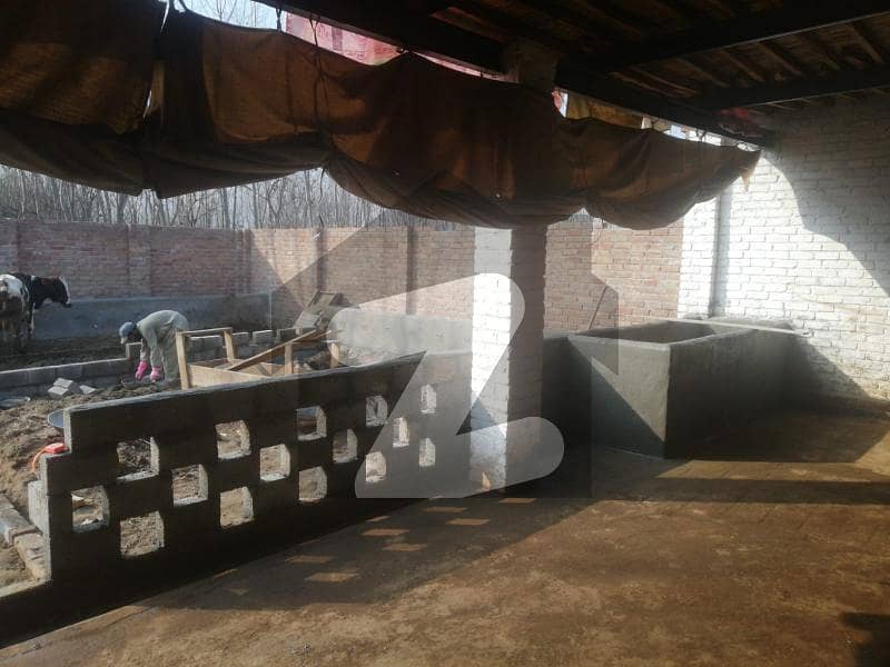 Dairy goat farm constructed available for sale Jhagra, Peshawar