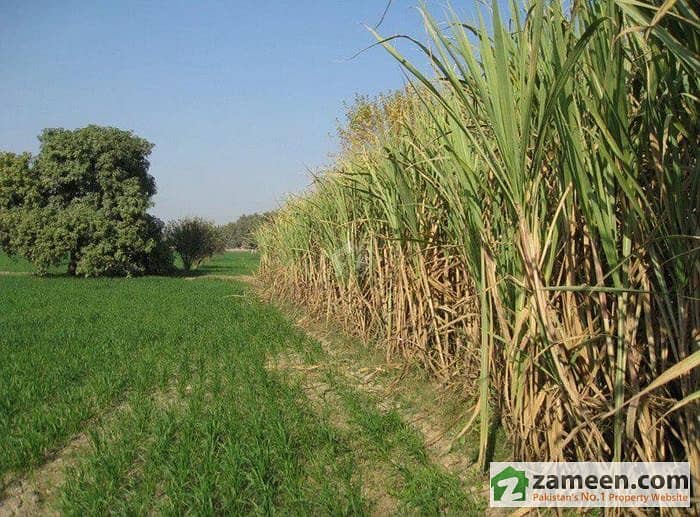 Agriculture Land For Sale In Faisalabad Road Faisalabad Road, Sargodha