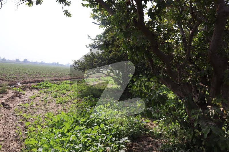 2 Muraba Fully Agriculture land For The Investment Jaranwala Road