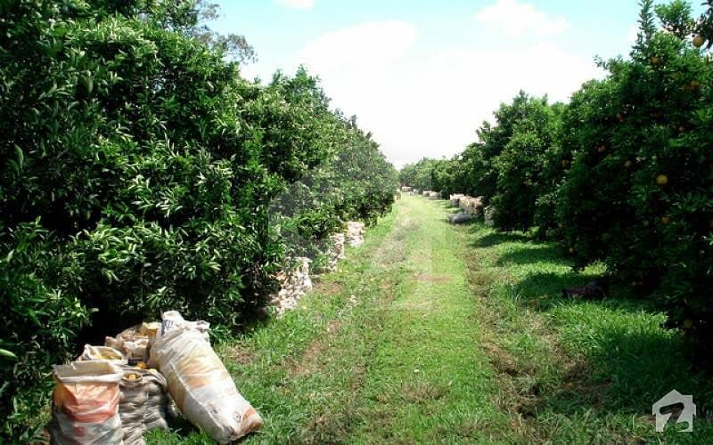 Citrus Garden Agriculture Land For Sale Chak 48 NB, Sargodha ID14176889