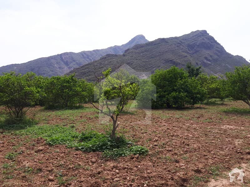 Blood Red Malta Orchard Garden Land For Sale Palo Dheri, Mardan