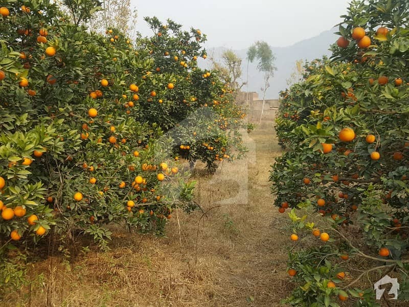 Blood Red Malta Orchard Garden Land For Sale Palo Dheri, Mardan