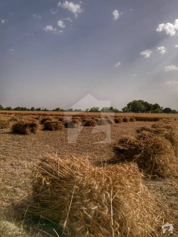 Agriculture Land For Sale Punjab Pakistan Mongi Bangla Road, Gojra