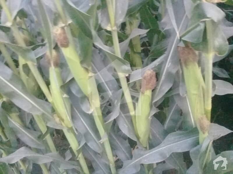 12.5 Acre Agricultural Land + 9 Hours Of Nehri Pani Okan Wala Road