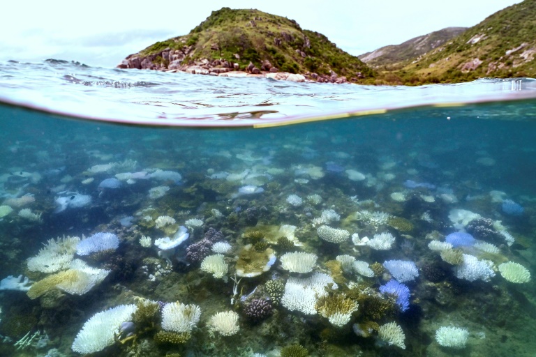 Global coral bleaching event biggest on record US agency