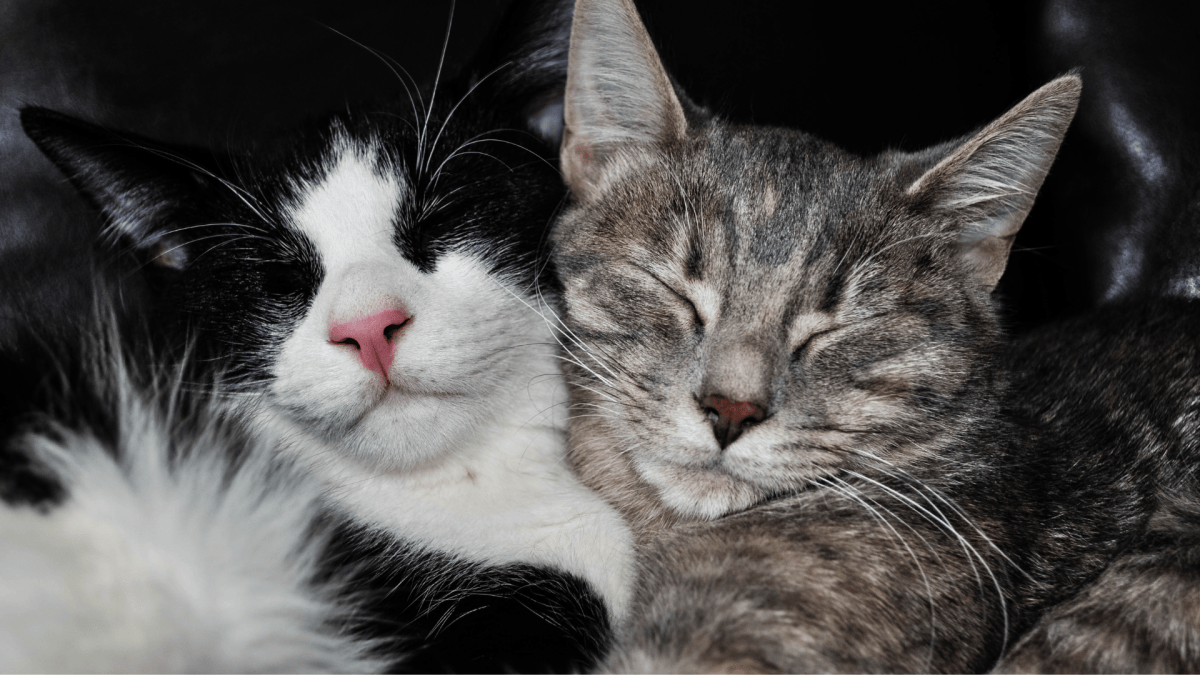 Bonded Pair of Senior Cats Who 'Nobody Wants' Are Breaking Hearts Left