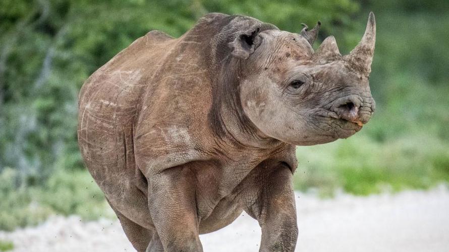 Army sent to battle fire in Namibia tourist hotspot