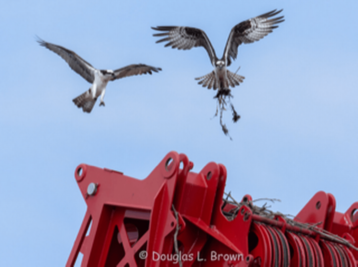Ospreys are attempting to nest on cranes in Bellingham’s working