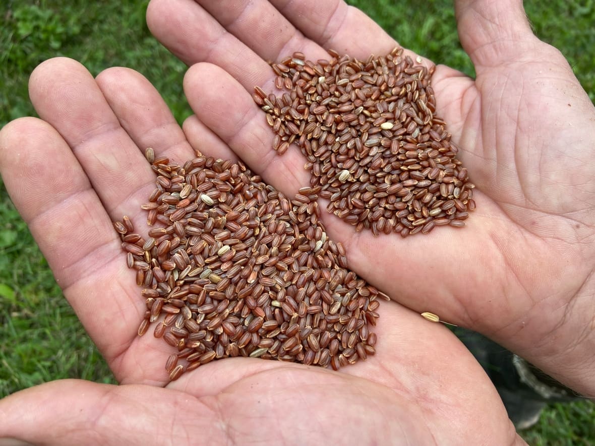 Meet the Nova Scotia farmers who are growing rice