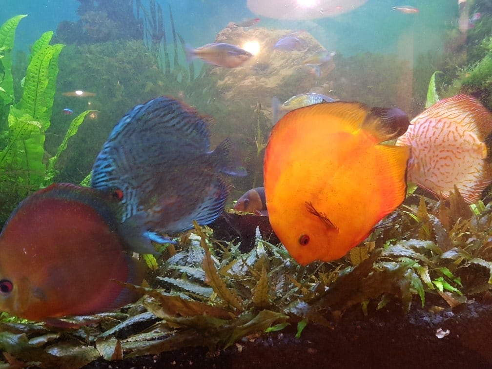 Stolen tropical fish returned to Ottawa Valley restaurant