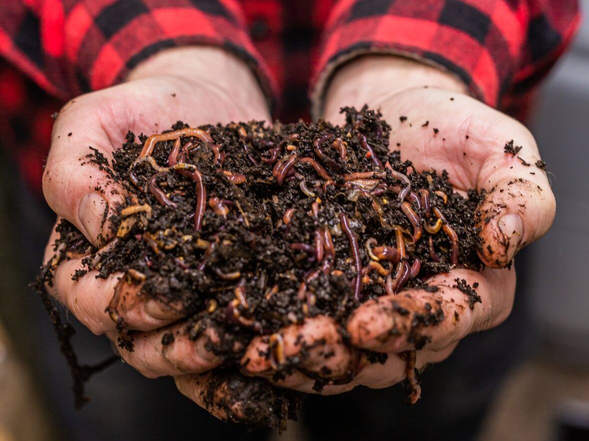 Worms in the kitchen? Interest grows in the tiny composting machines
