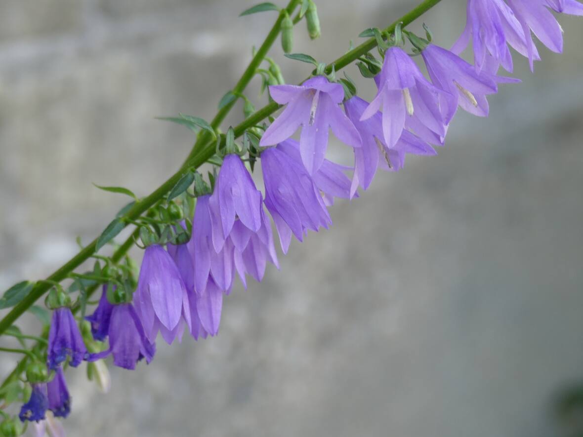 Notorious creeping bellflower is beautiful and difficult to get rid of