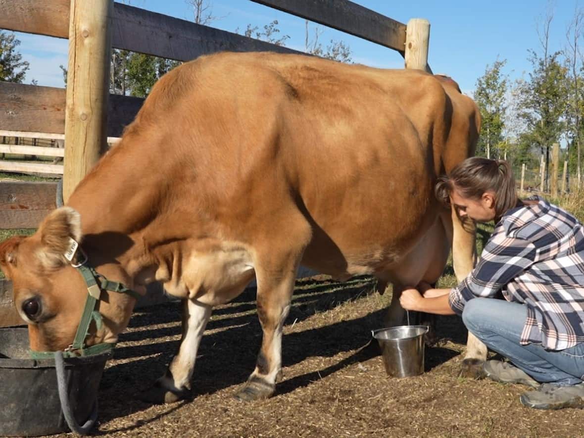 Moos you can use northern Alberta families milking miniature Jersey cows